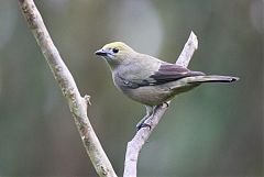 Palm Tanager